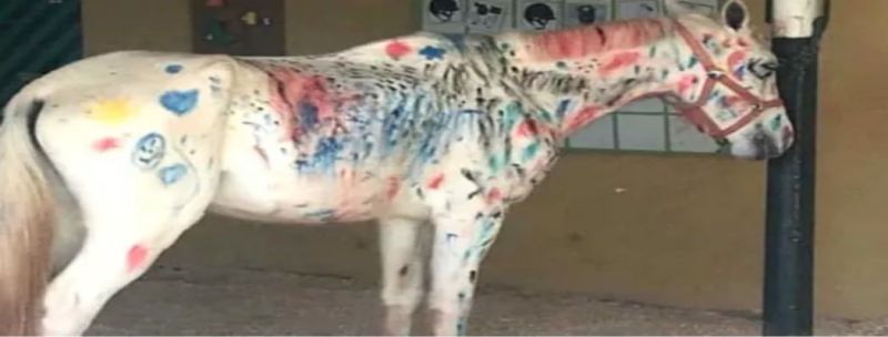 avalo rabiscado com tinta e canetinhas em atividade da Hípica de Brasília