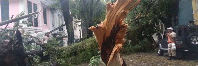 Tronco de árvore ficou distorcido no Humaitá 