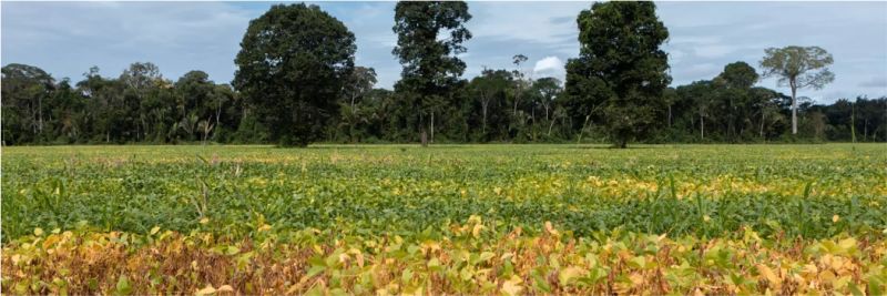 A mudança do uso da terra é a principal causa das emissões de dióxido de carbono no Brasil. Os biomas Amazônia e Cerrado respondem por 54% delas entre 1990 e 2015. — Foto: Marcelo Brandt/G1